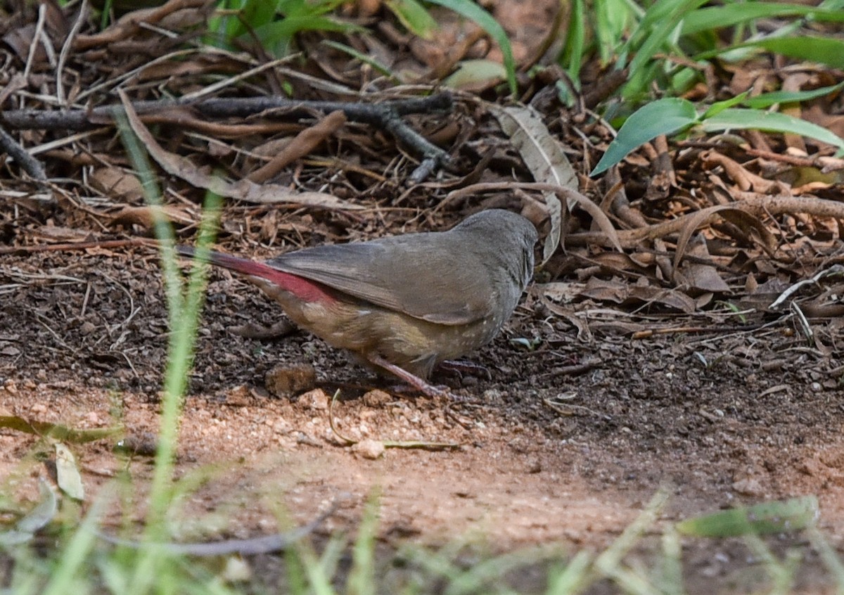 Red-billed Firefinch - ML646447864