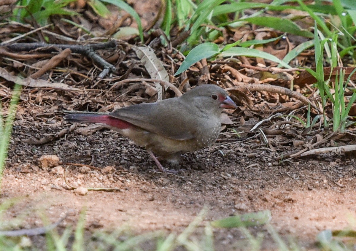 Red-billed Firefinch - ML646447865