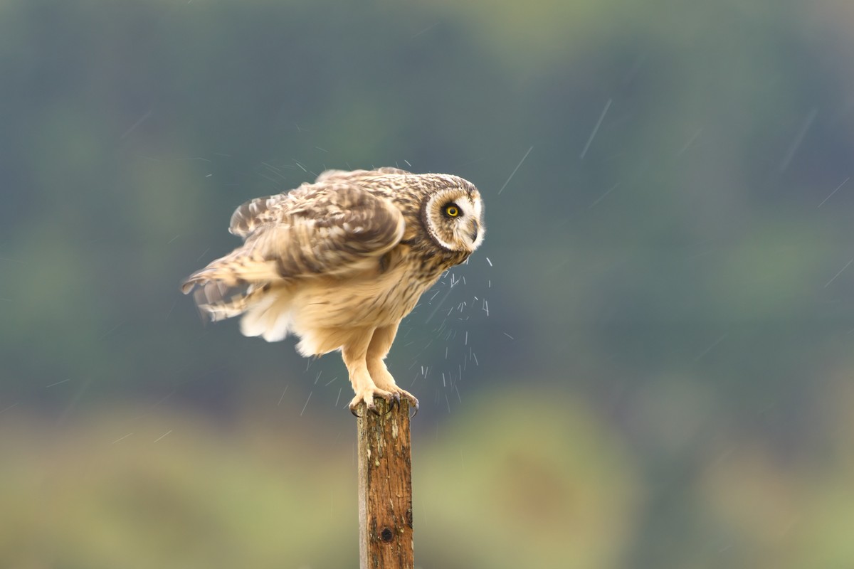 Short-eared Owl - ML646447867