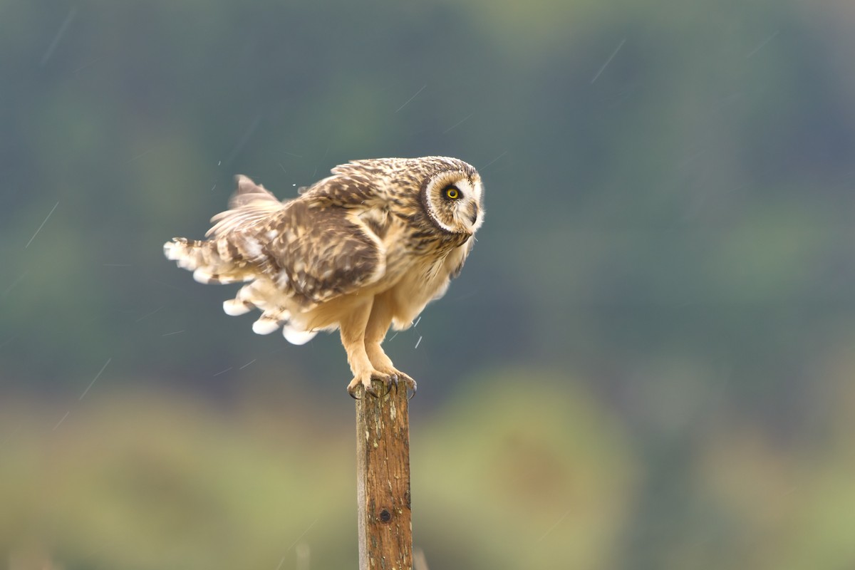 Short-eared Owl - ML646447868