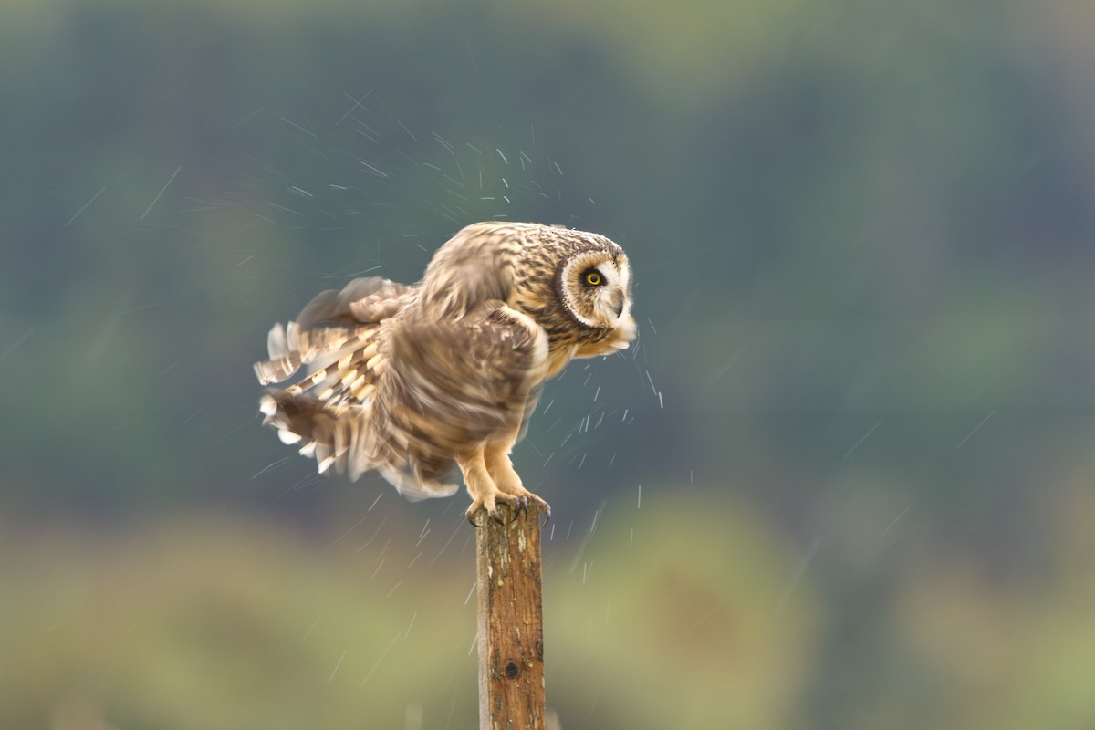 Short-eared Owl - ML646447869