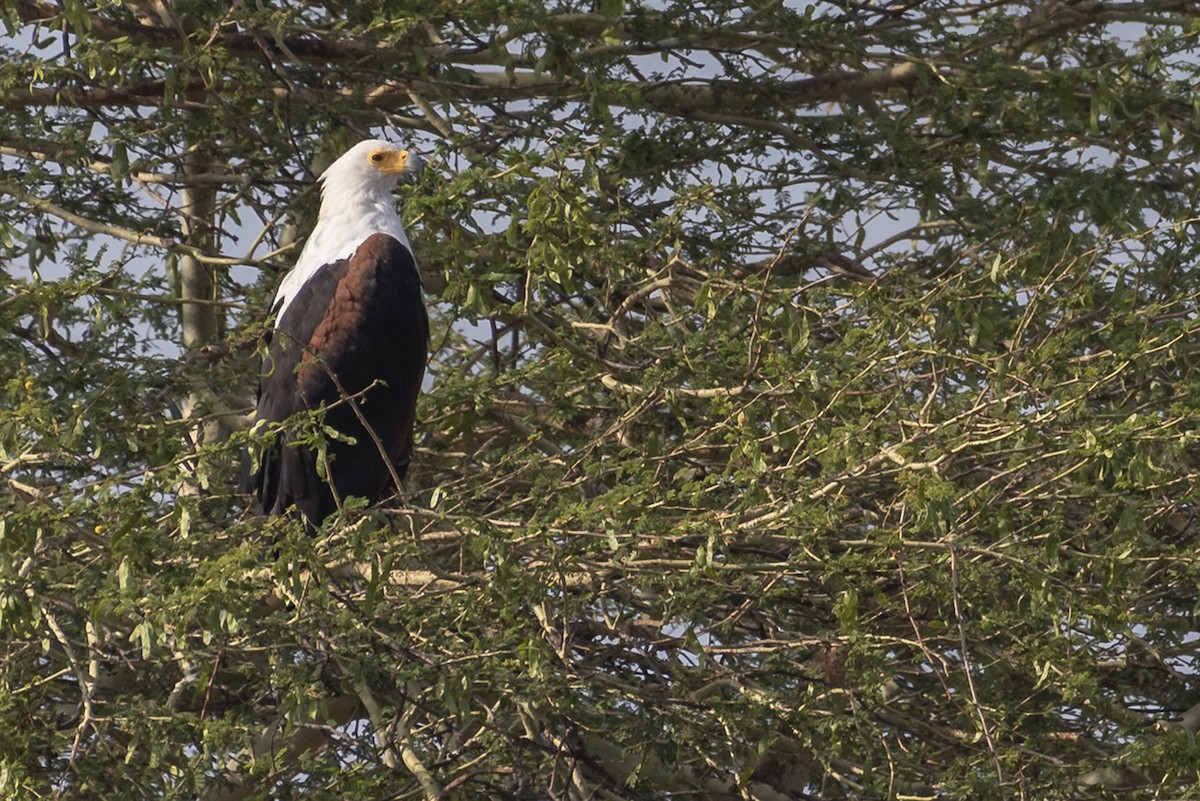 African Fish-Eagle - ML646447881