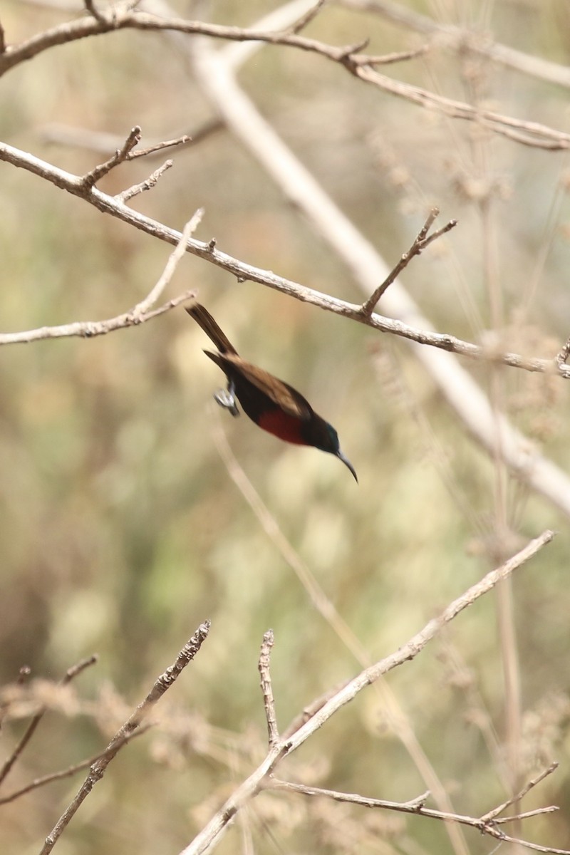 Scarlet-chested Sunbird - ML646447882