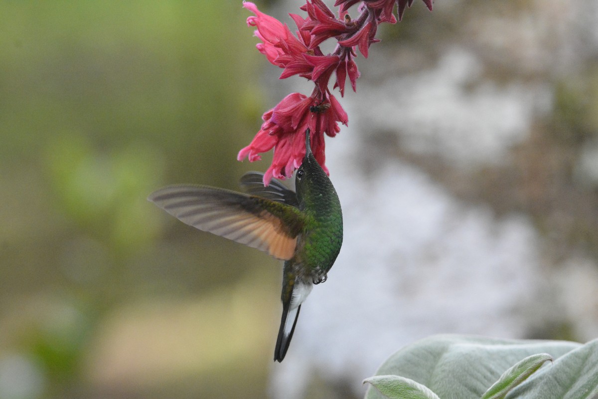 Stripe-tailed Hummingbird - ML646447886