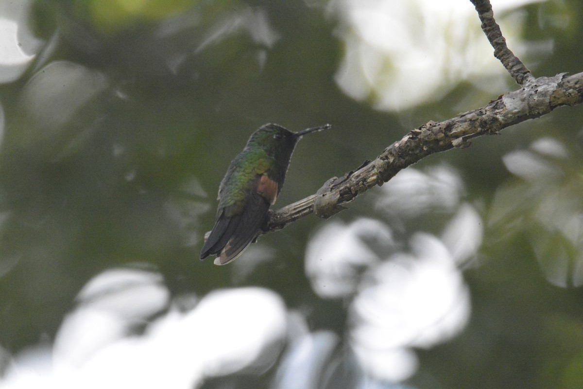 Stripe-tailed Hummingbird - ML646447887
