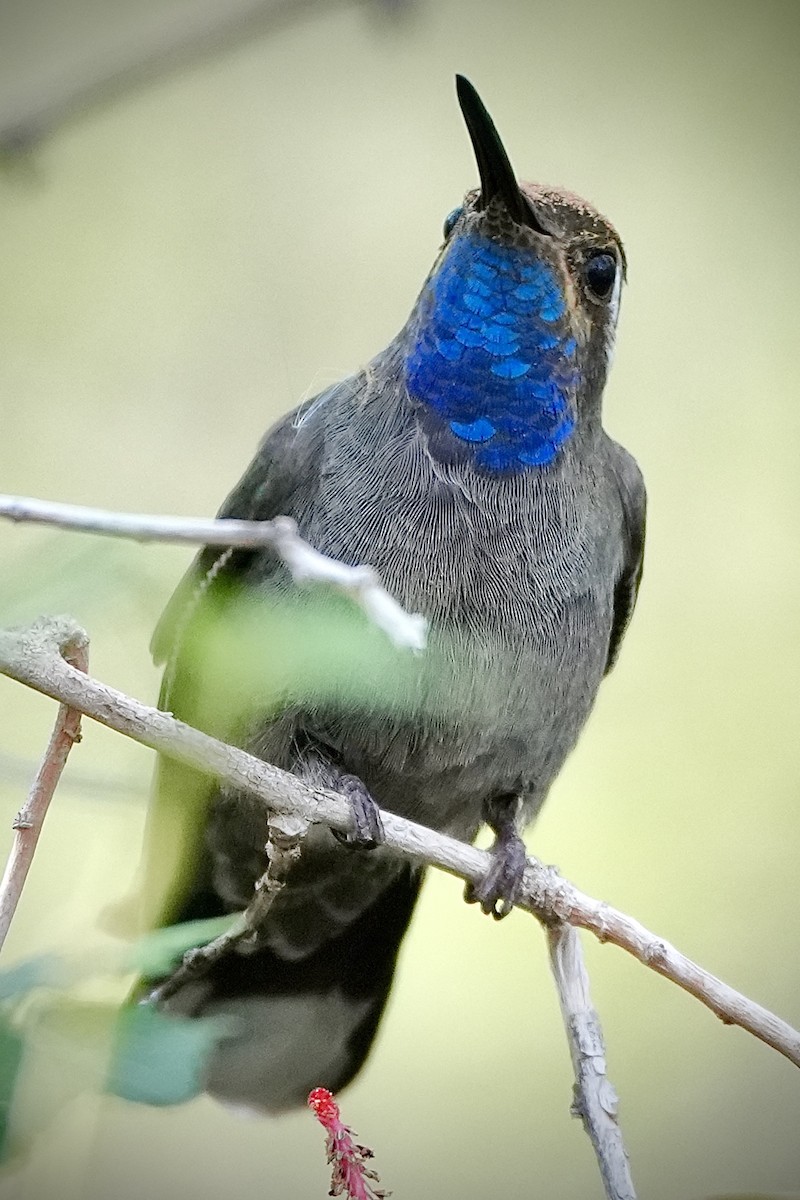 Blue-throated Mountain-gem - ML646447889