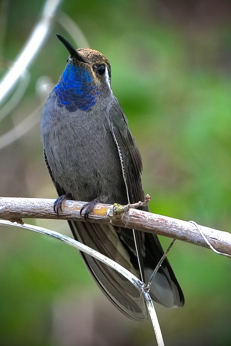 Blue-throated Mountain-gem - ML646447890