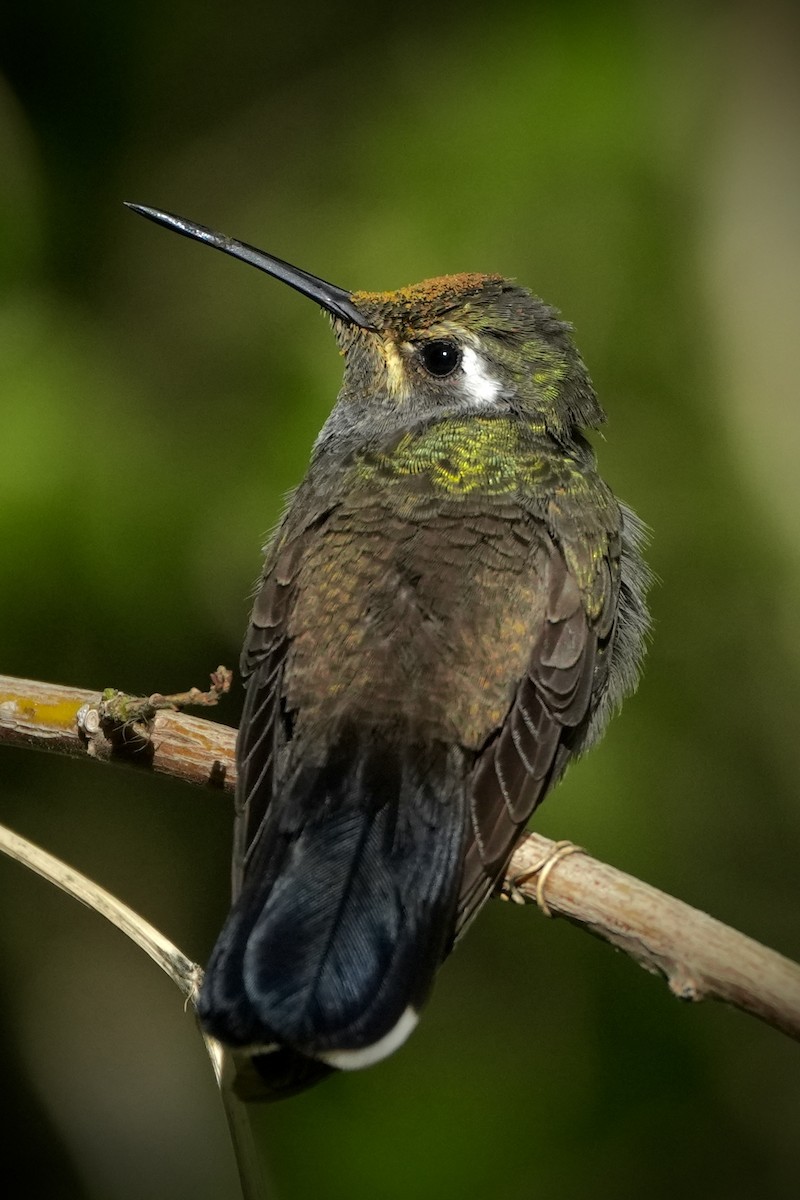 Blue-throated Mountain-gem - ML646447891