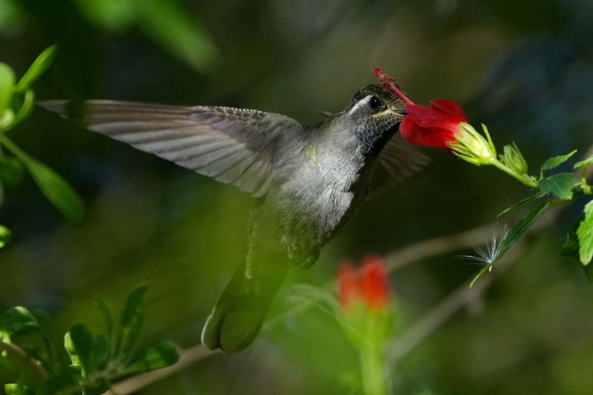 Blue-throated Mountain-gem - ML646447892