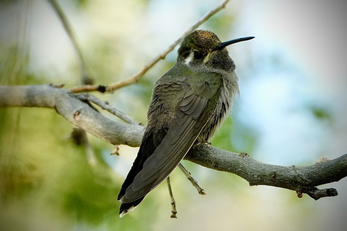 Blue-throated Mountain-gem - ML646447893