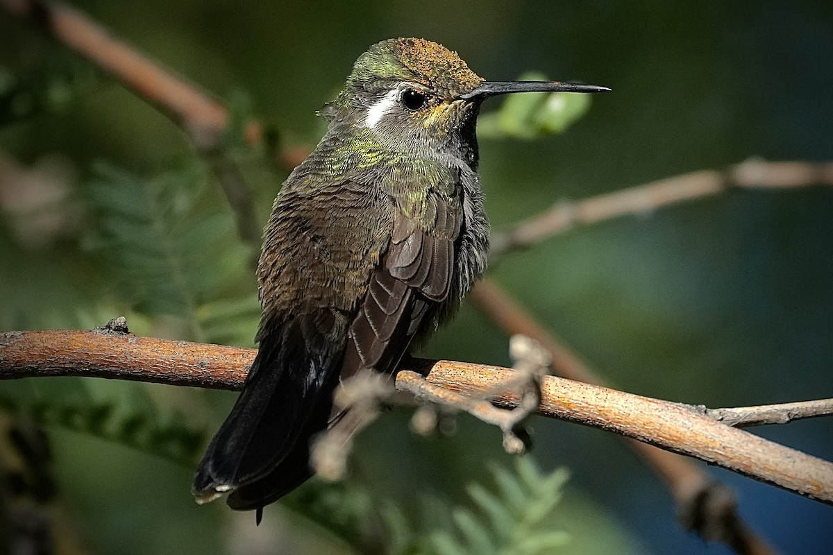 Blue-throated Mountain-gem - ML646447894