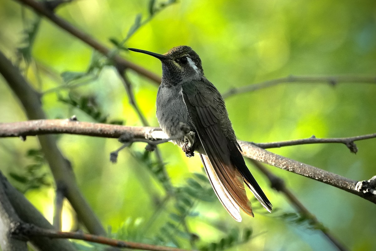 Blue-throated Mountain-gem - ML646447895