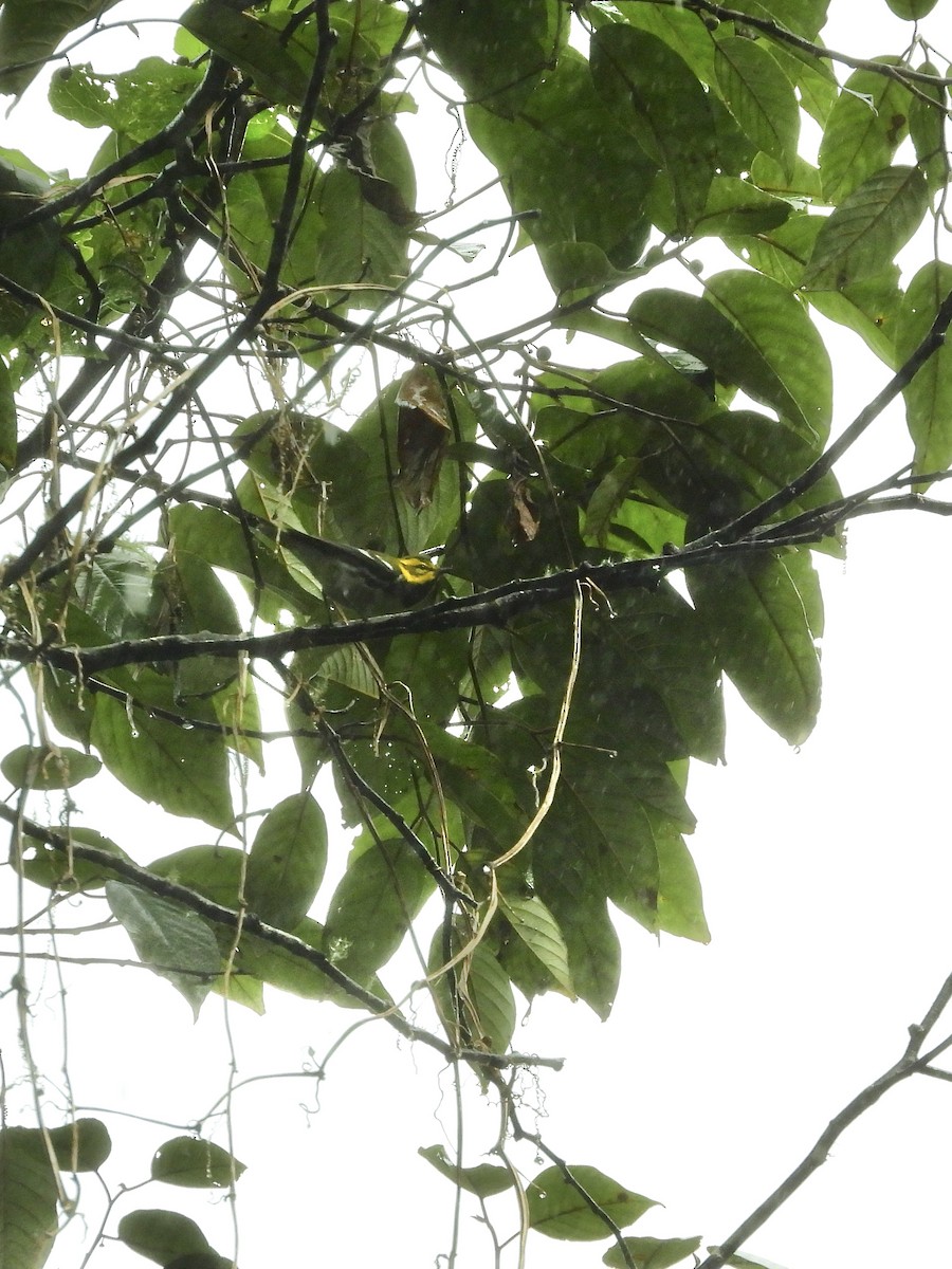 Зелёная древесница - ML646447898