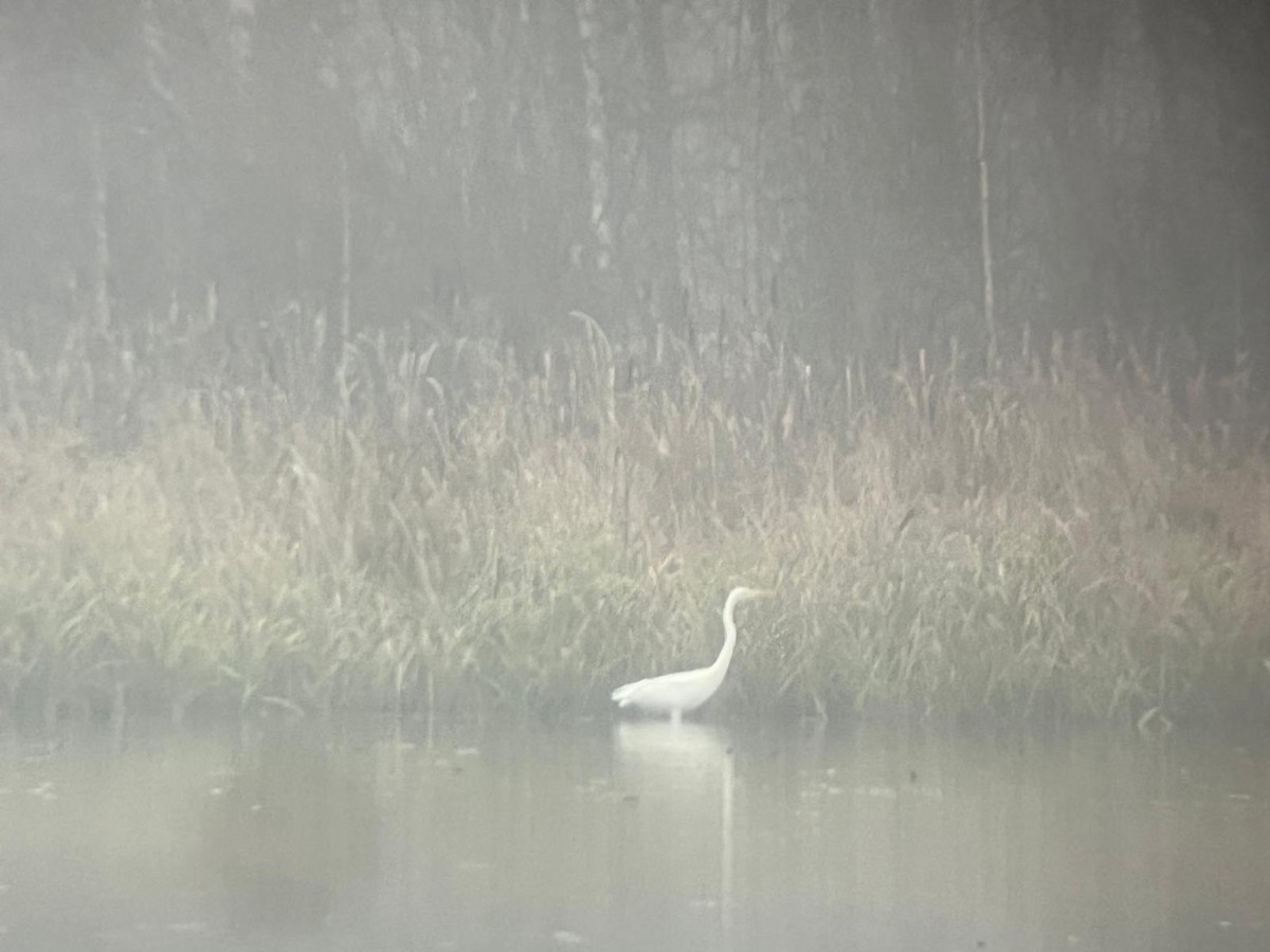 Цасч дэглий - ML646447899