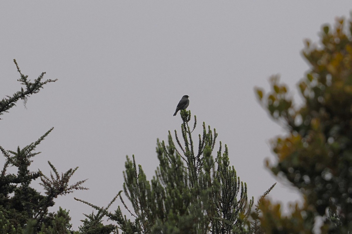 kotinga červenochocholkatá - ML646447910