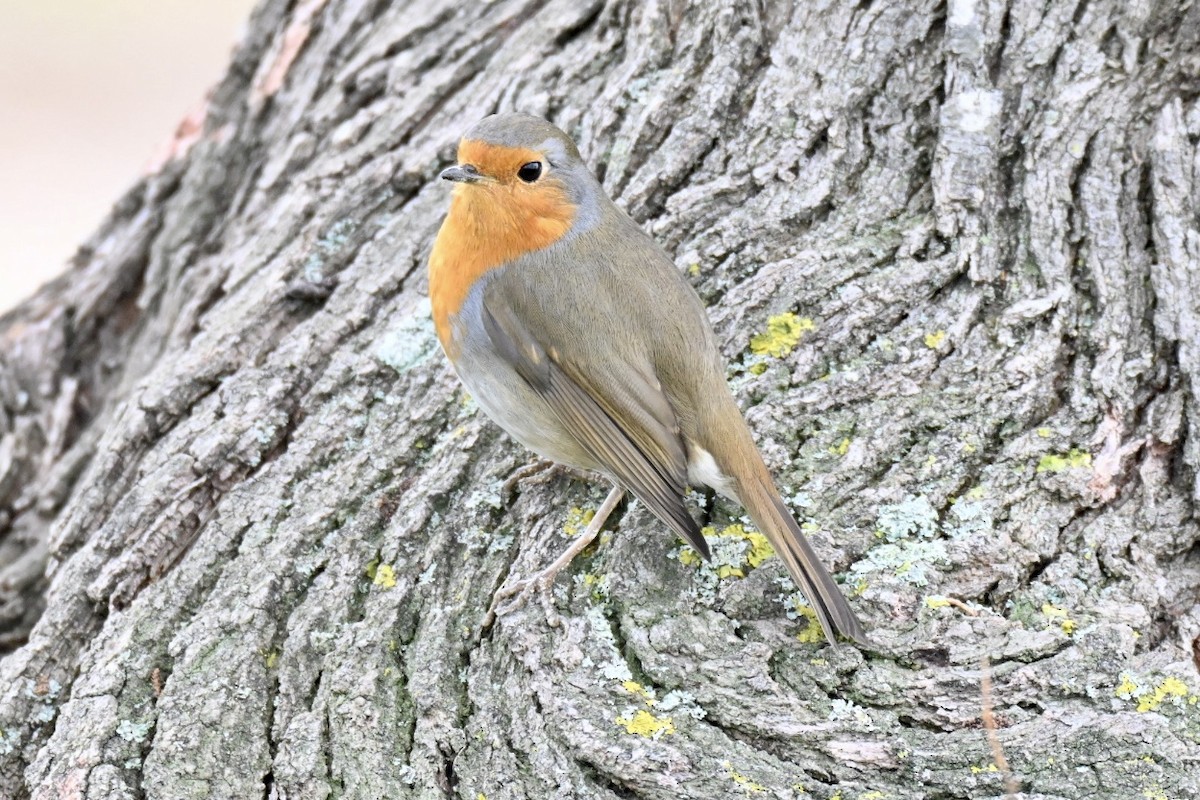 European Robin - ML646447912