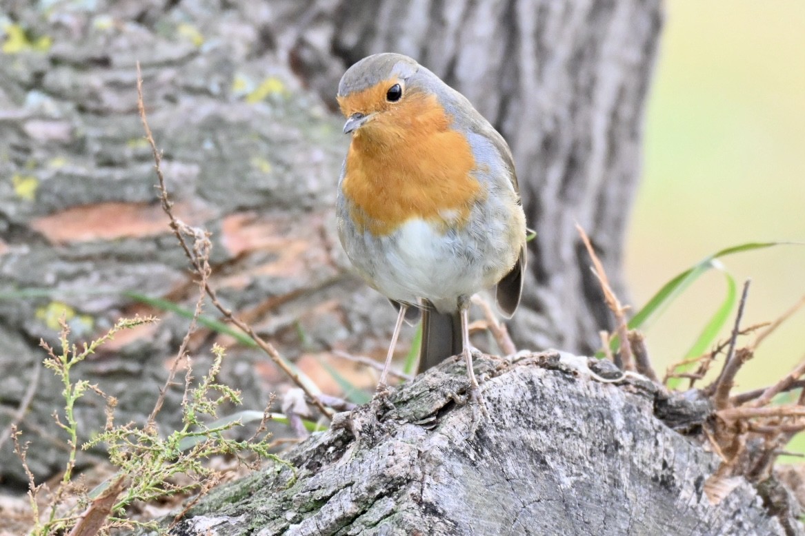 European Robin - ML646447913