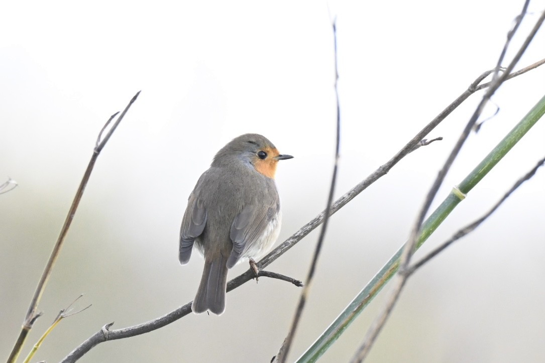 European Robin - ML646447914