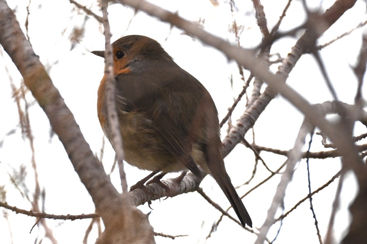 European Robin - ML646447915