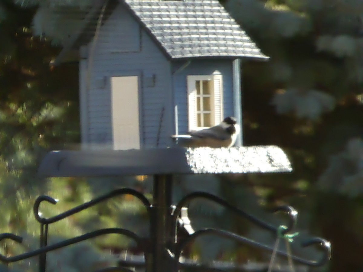 Black-capped Chickadee - ML646447917