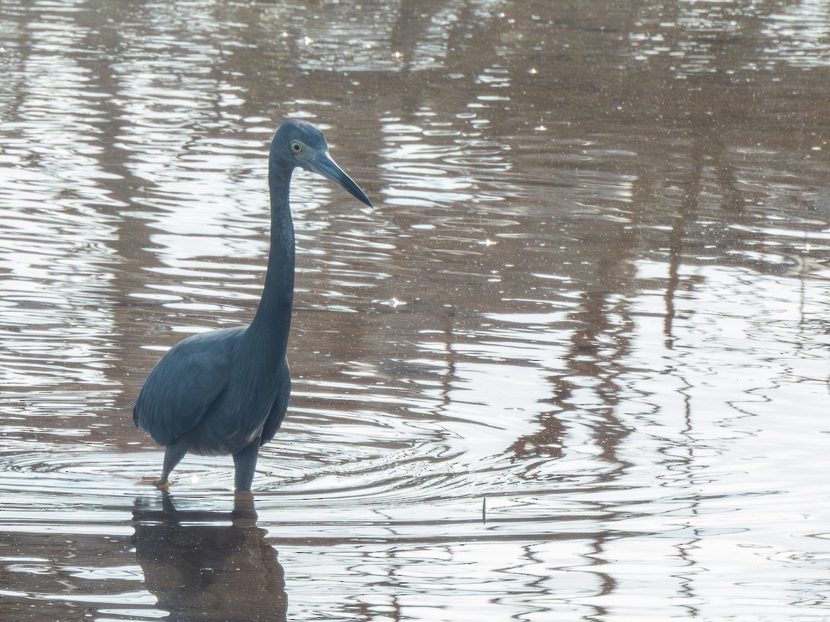 Little Blue Heron - ML646447924