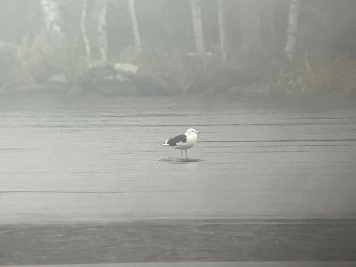 Great Black-backed Gull - ML646447927