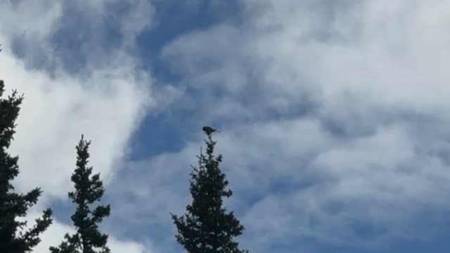 Сова яструбина - ML646447928