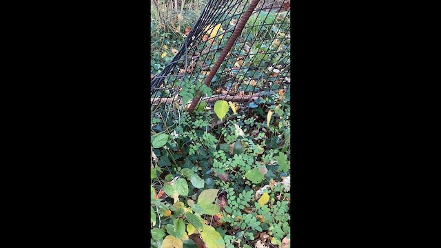 Султанка американська - ML646447930