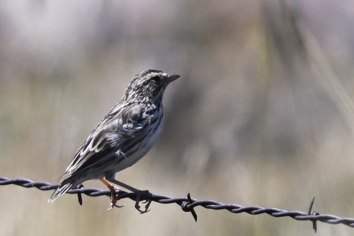 Savannah Sparrow - ML646447933
