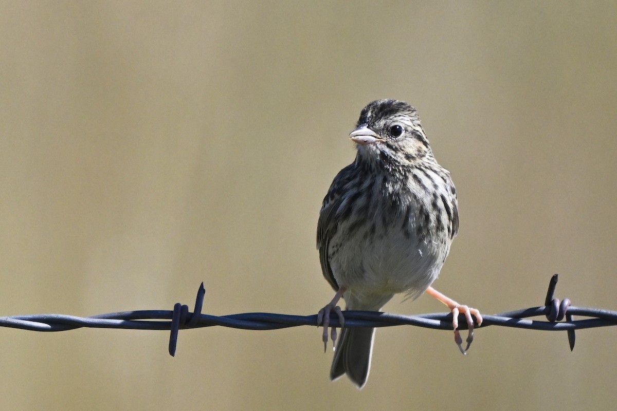 Savannah Sparrow - ML646447934