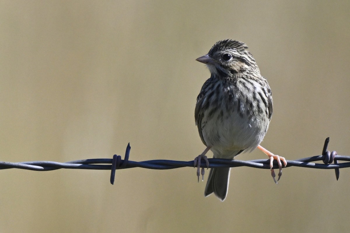 Savannah Sparrow - ML646447935