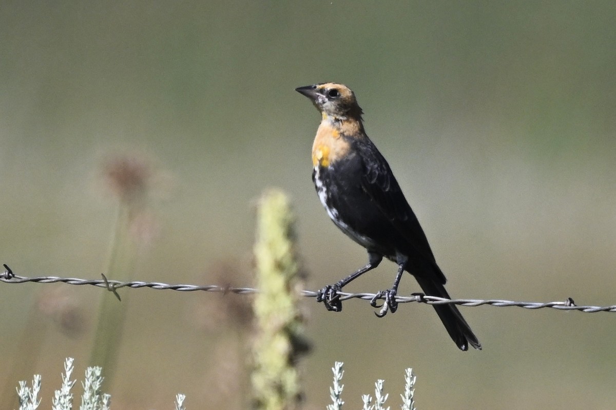 Yellow-headed Blackbird - ML646447938
