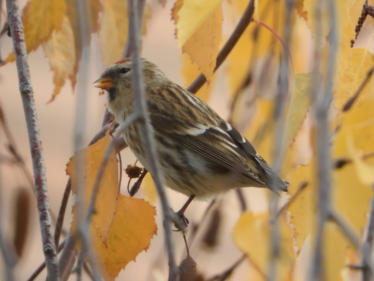 Organetto (ssp. cabaret) - ML646447939