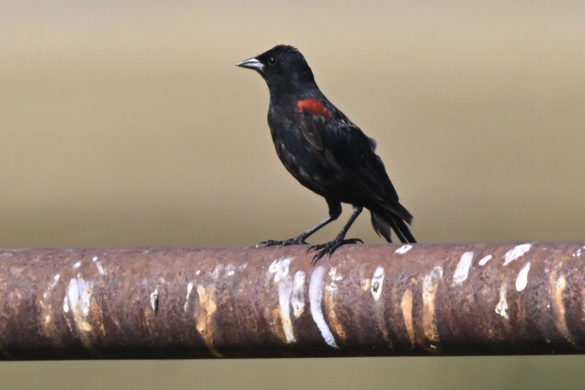 Red-winged Blackbird - ML646447944