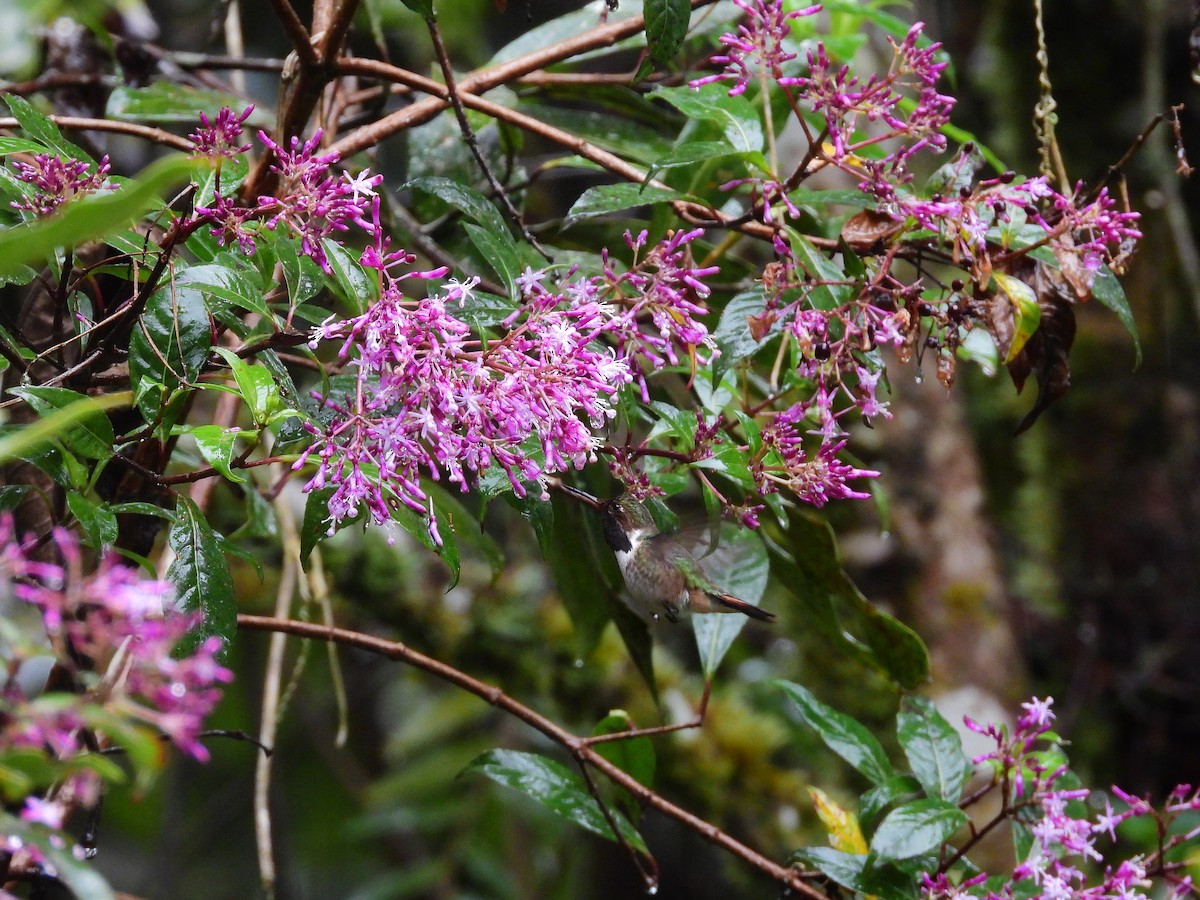 バラエリフトオハチドリ - ML646447948