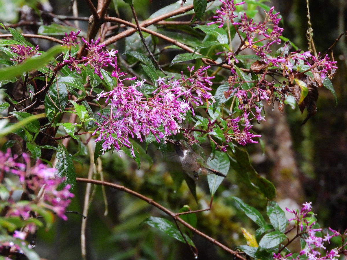 バラエリフトオハチドリ - ML646447949