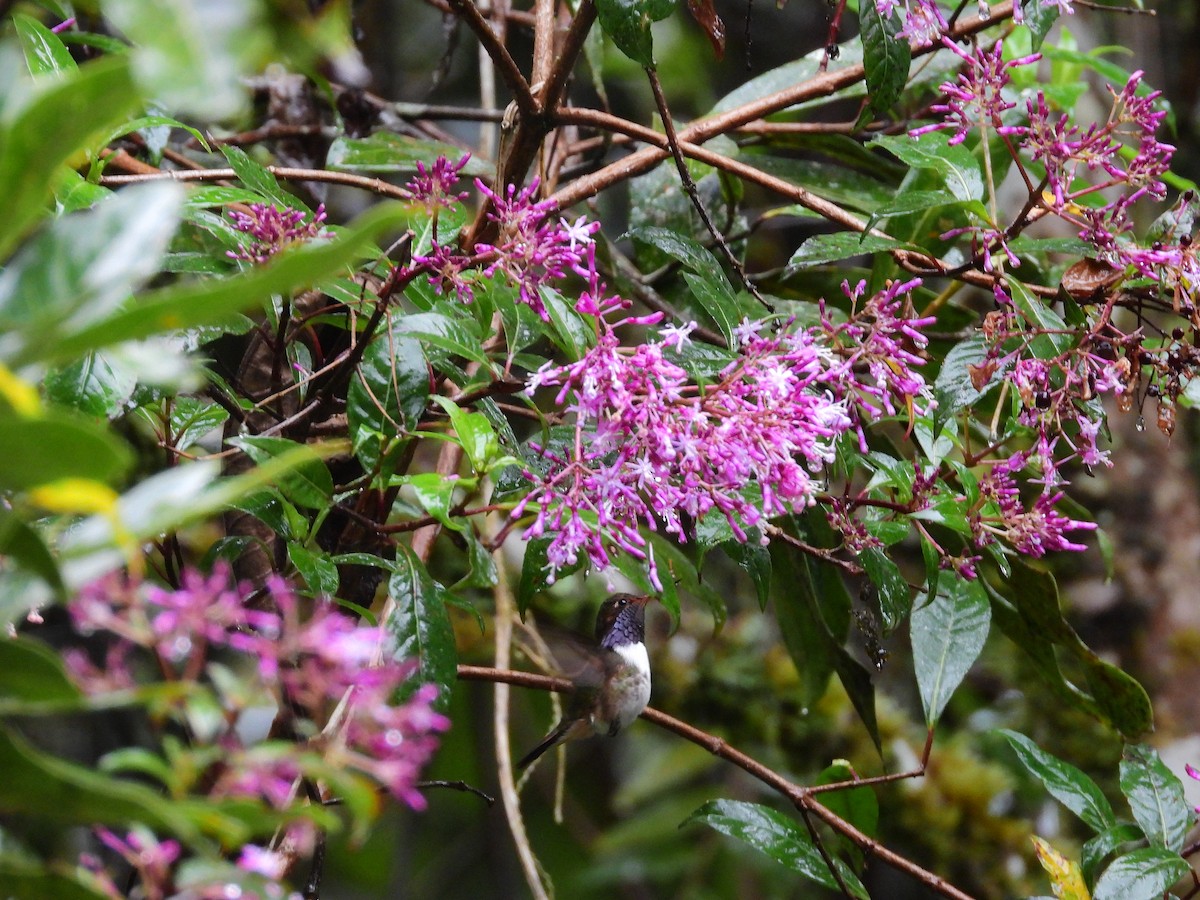 バラエリフトオハチドリ - ML646447951