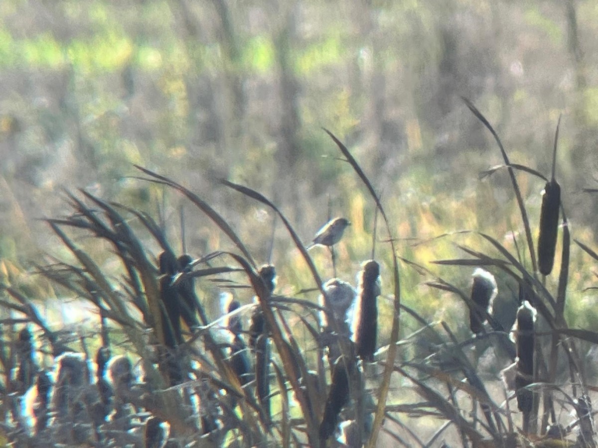 bramborníček sibiřský - ML646447953