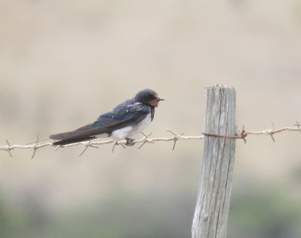 Barn Swallow - ML646447954