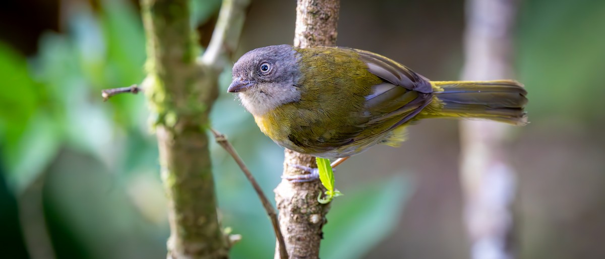 Ashy-throated Chlorospingus - ML646447955