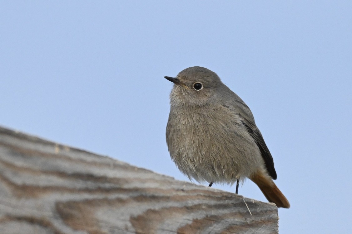 Black Redstart - ML646447956