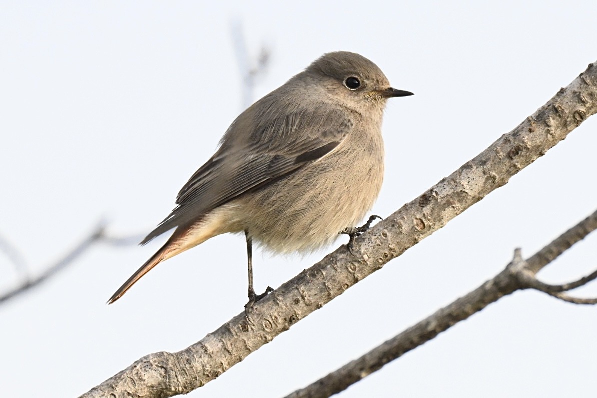 Black Redstart - ML646447957