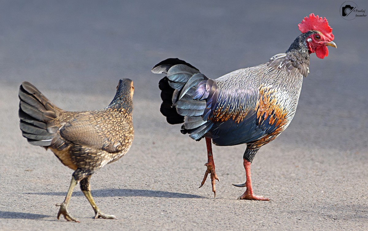 Gray Junglefowl - ML646447965