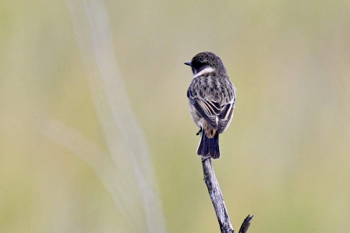 European Stonechat - ML646447966