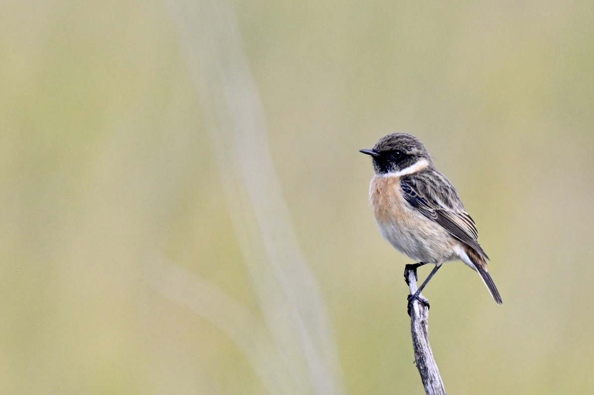 European Stonechat - ML646447967
