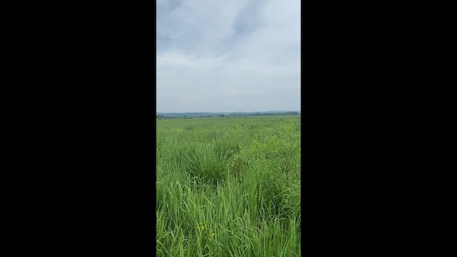 Багновець прерієвий - ML646447974