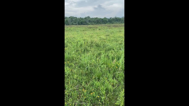 Багновець прерієвий - ML646447975