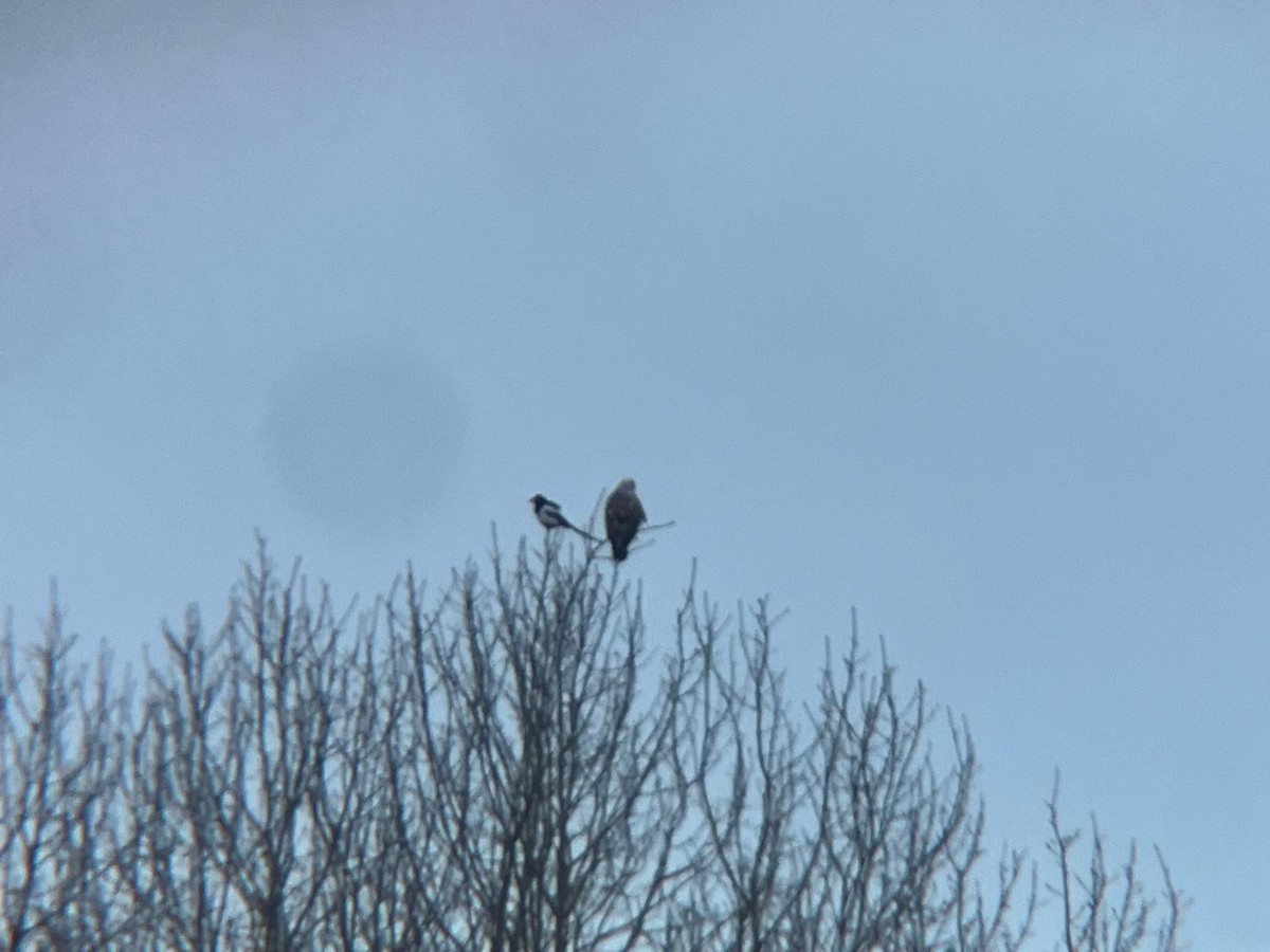 Тарлан сар - ML646447976