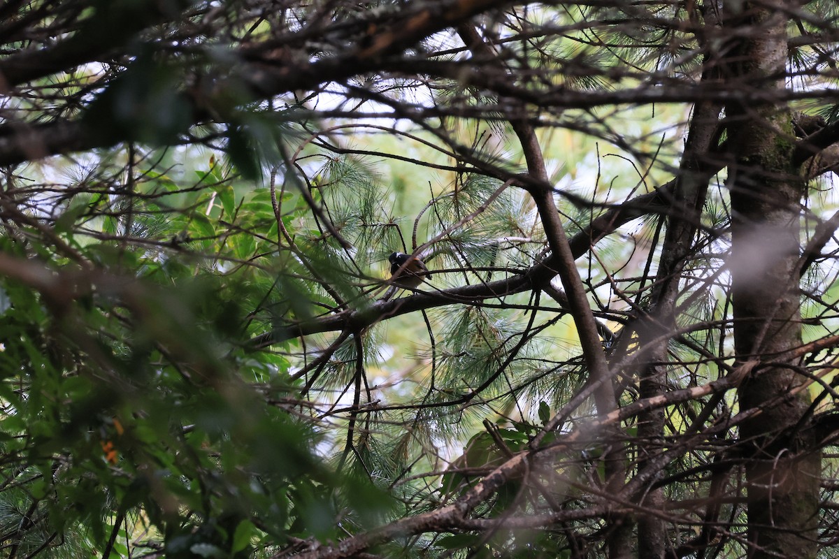 Robin de Johnstone - ML646447980