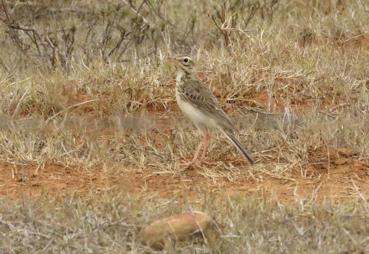 African Pipit - ML646447982
